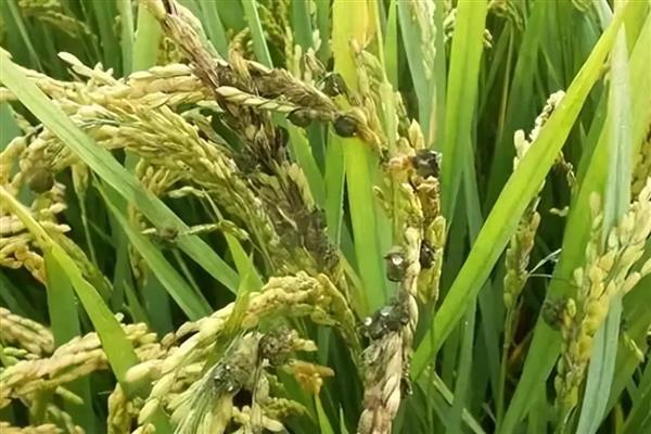 穗颈瘟用什么药，推荐噻菌灵、三环唑等