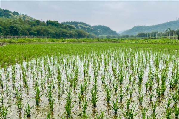 穗颈瘟用什么药，推荐噻菌灵、三环唑等
