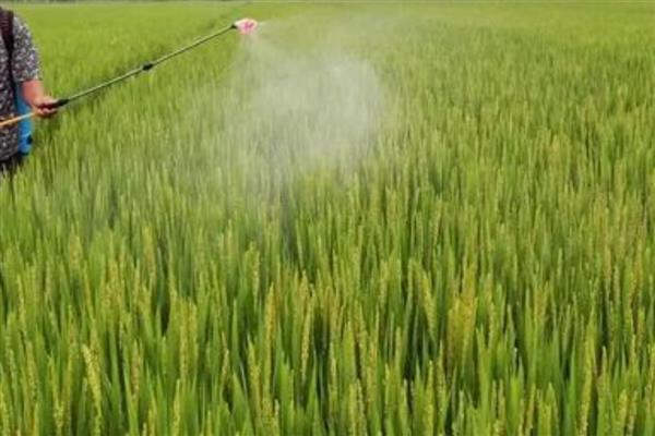 穗颈瘟用什么药，推荐噻菌灵、三环唑等