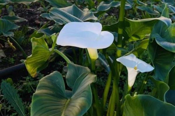 白色马蹄莲有什么花语，代表忠贞不渝、永结同心