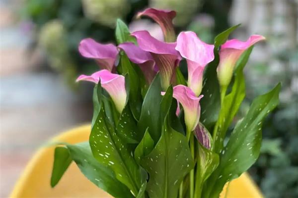 白色马蹄莲有什么花语，代表忠贞不渝、永结同心