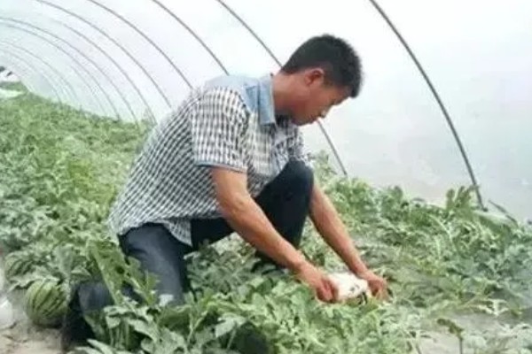 西瓜的叶片为何会发黄，缺少钾、钙等养分会出现黄叶