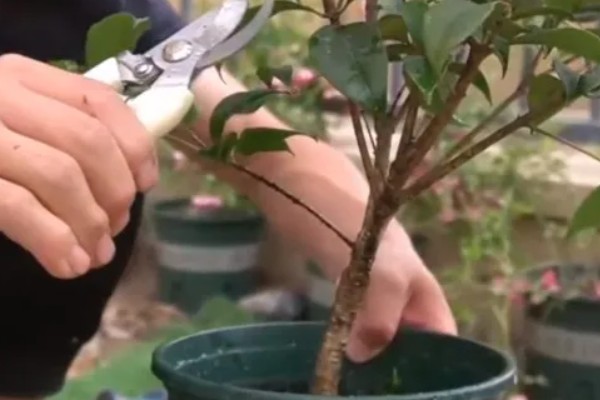 桂花树如何施肥才能快速生长，初夏和夏末要追施速效性氮肥