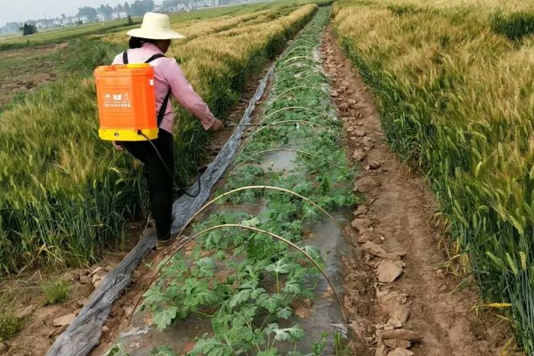 西瓜的叶片为何会发黄，缺少钾、钙等养分会出现黄叶