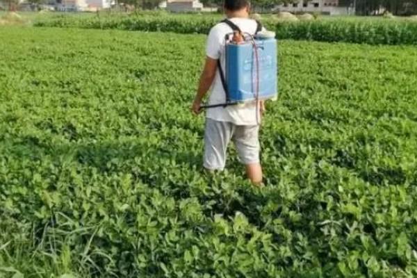花生根腐病怎么防治，可喷施氯溴异氰酸等药物