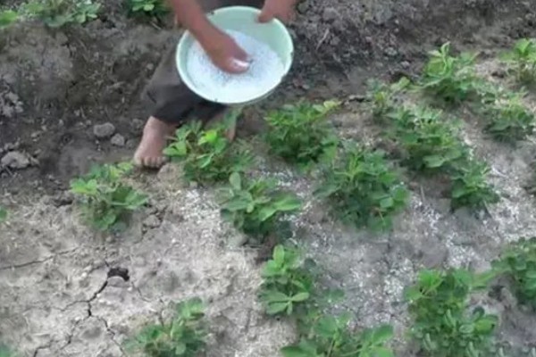 花生根腐病怎么防治，可喷施氯溴异氰酸等药物