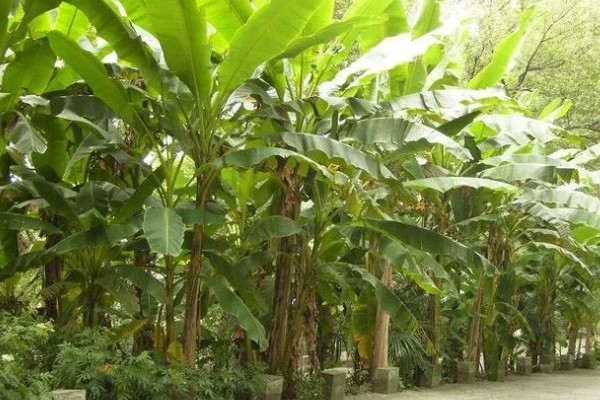 芭蕉树适合在哪里地区种植，适合种植在热带地区