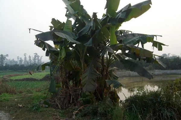 芭蕉树适合在哪里地区种植，适合种植在热带地区