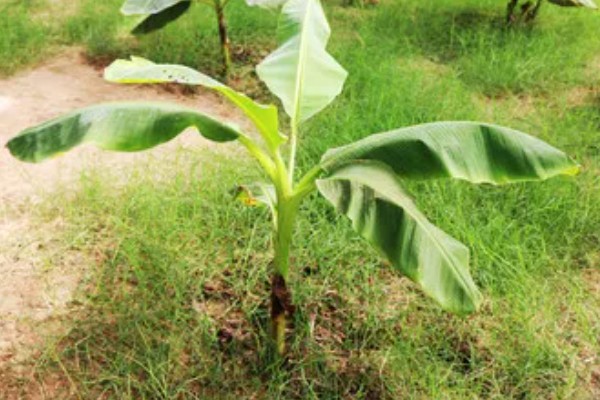 芭蕉树适合在哪里地区种植，适合种植在热带地区