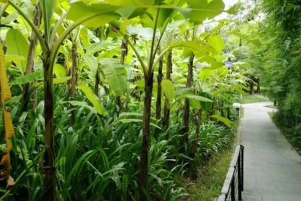 芭蕉树适合在哪里地区种植，适合种植在热带地区
