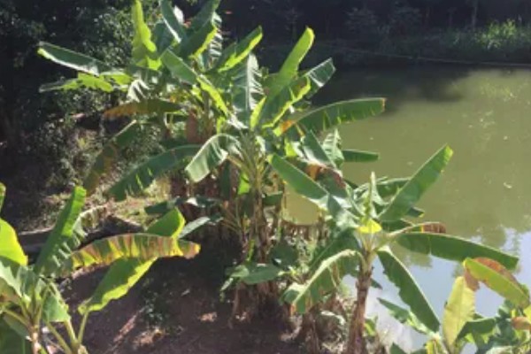 芭蕉树适合在哪里地区种植，适合种植在热带地区