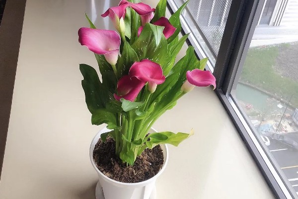 马蹄莲对花土的要求，选择透气性比较好的弱酸性花土