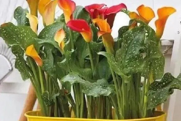 马蹄莲对花土的要求，选择透气性比较好的弱酸性花土