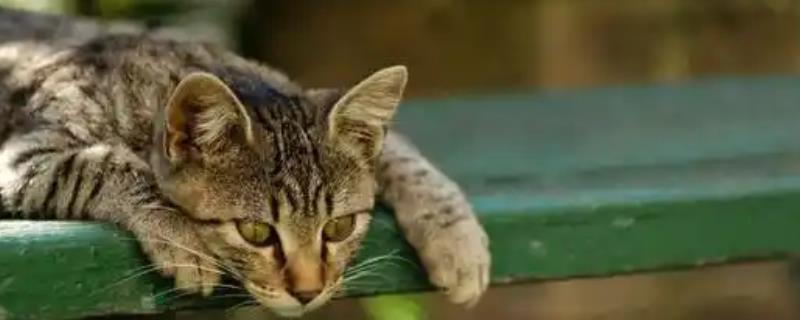 猫咪患有关节炎的症状，具有活跃性下降、动作幅度小等表现