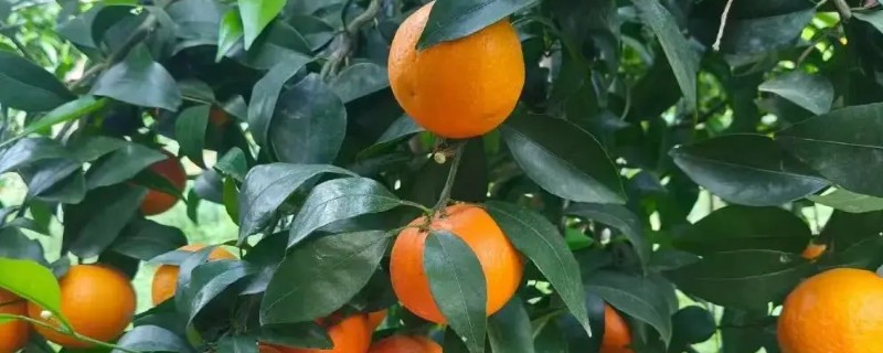 沃柑盆栽怎么养殖，春夏秋三季每隔15-20天追施一次复合肥