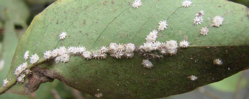 介壳虫的种类，常见的有吹绵蚧、樟蚌圆盾蚧等