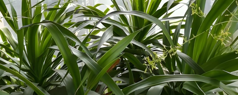 龙须树开花是什么兆头，预示长寿