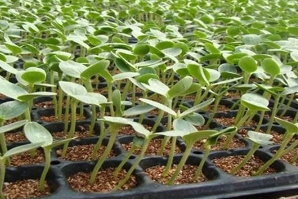 种植8424西瓜的要点,幼苗长出4-5片真叶时再定植