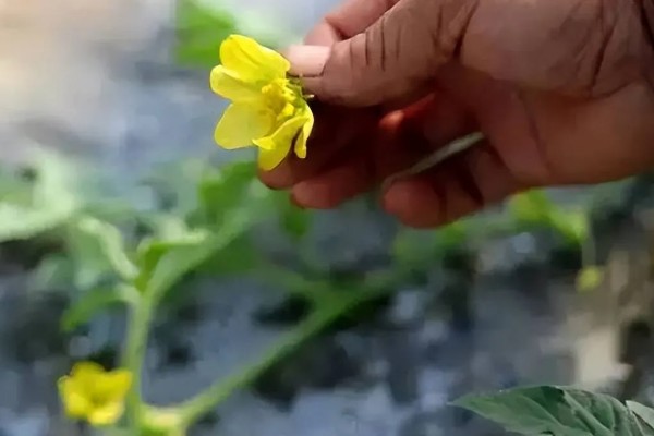 种植8424西瓜的要点,幼苗长出4-5片真叶时再定植