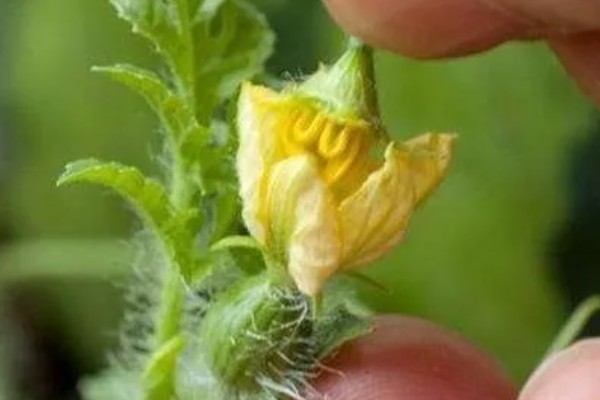 种植8424西瓜的要点,幼苗长出4-5片真叶时再定植