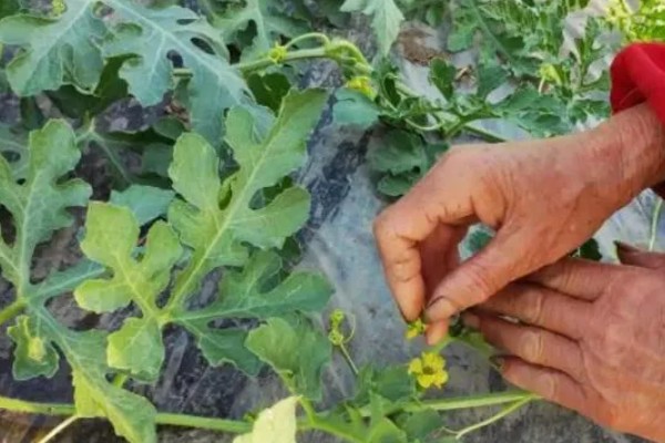 种植8424西瓜的要点,幼苗长出4-5片真叶时再定植