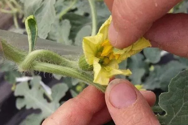 种植8424西瓜的要点,幼苗长出4-5片真叶时再定植