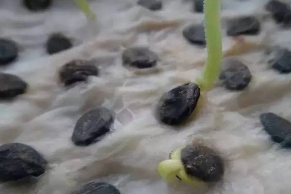 种植8424西瓜的要点,幼苗长出4-5片真叶时再定植