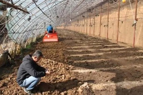 种植8424西瓜的要点,幼苗长出4-5片真叶时再定植