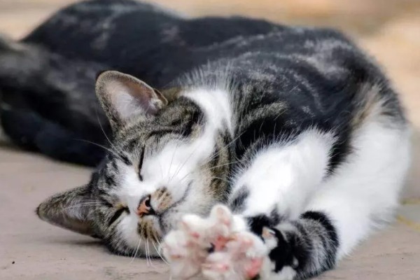 猫咪患有关节炎的症状，具有活跃性下降、动作幅度小等表现