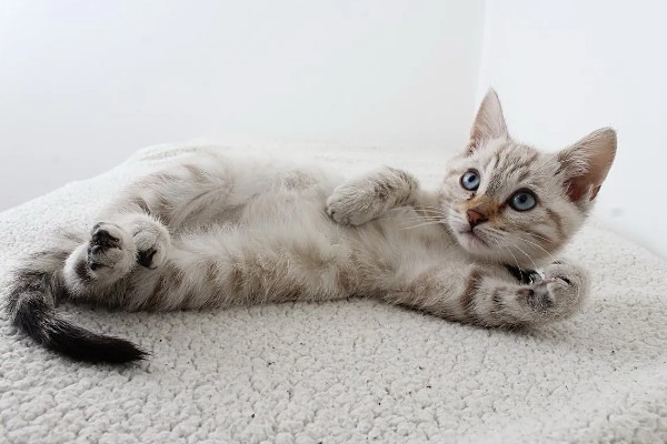 猫咪患有关节炎的症状，具有活跃性下降、动作幅度小等表现