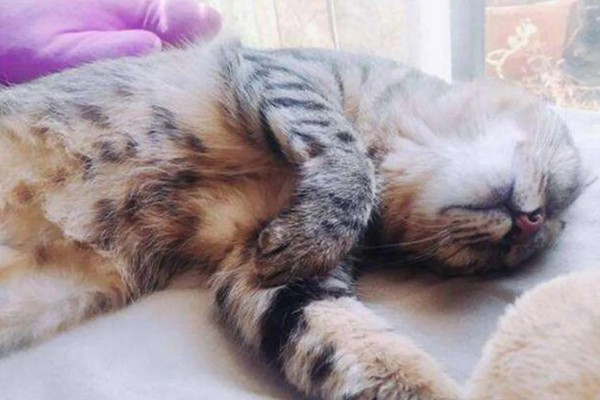 猫咪患有关节炎的症状，具有活跃性下降、动作幅度小等表现