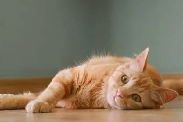 猫咪患有关节炎的症状，具有活跃性下降、动作幅度小等表现