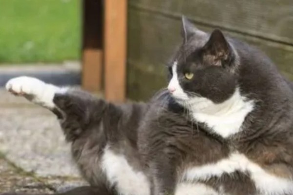 猫咪患有关节炎的症状，具有活跃性下降、动作幅度小等表现