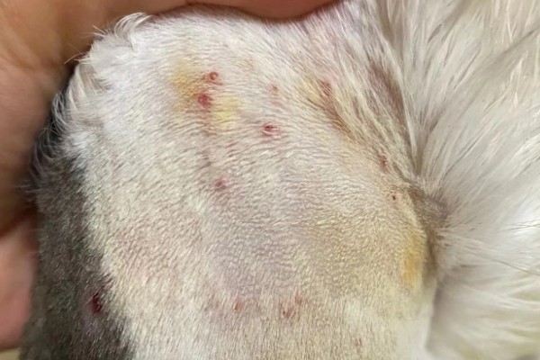 猫咪患有关节炎的症状，具有活跃性下降、动作幅度小等表现