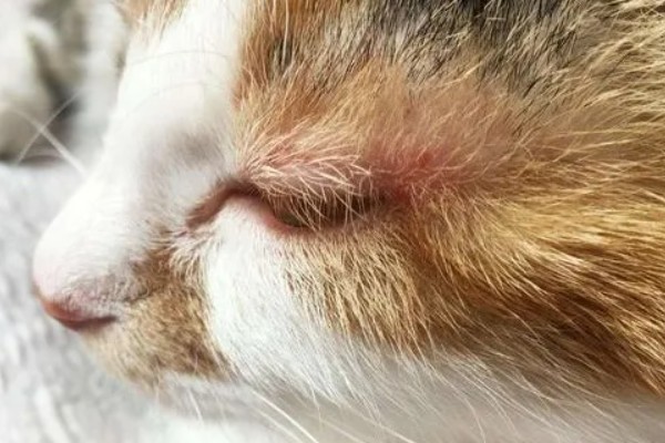 猫咪患有关节炎的症状，具有活跃性下降、动作幅度小等表现