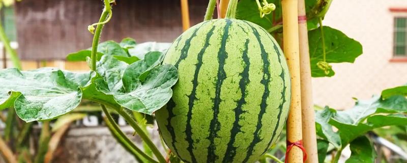 种植8424西瓜的要点，幼苗长出4-5片真叶时再定植