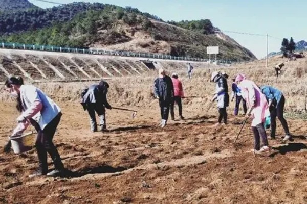 花椒芽如何栽培，3月以后就可以播种
