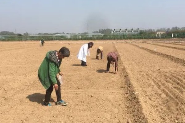 花椒芽如何栽培，3月以后就可以播种