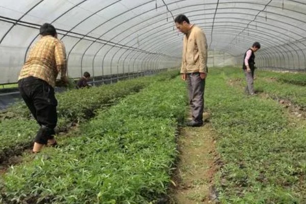 花椒芽如何栽培，3月以后就可以播种