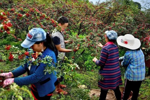 花椒芽如何栽培，3月以后就可以播种
