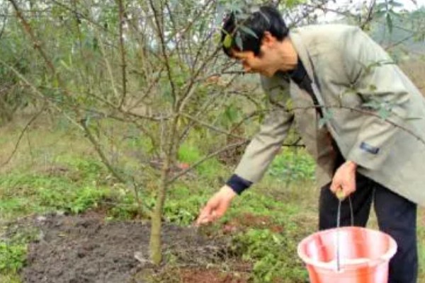 花椒芽如何栽培，3月以后就可以播种