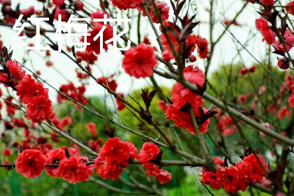 梅花的颜色种类，常见红色、黄色、粉色等颜色