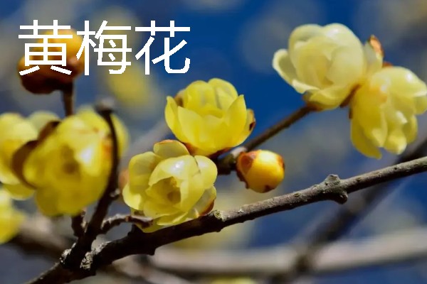 梅花的颜色种类，常见红色、黄色、粉色等颜色