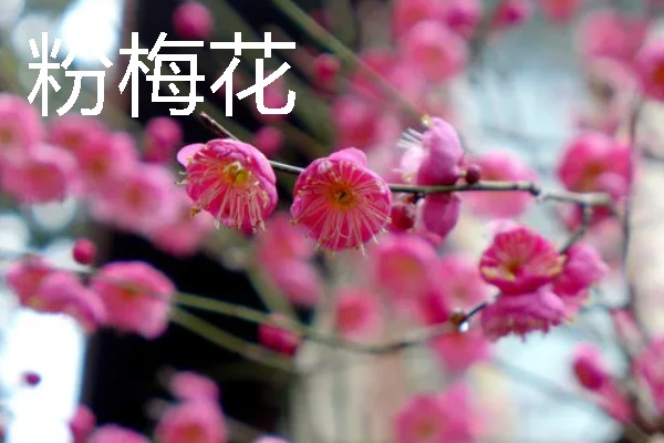 梅花的颜色种类，常见红色、黄色、粉色等颜色