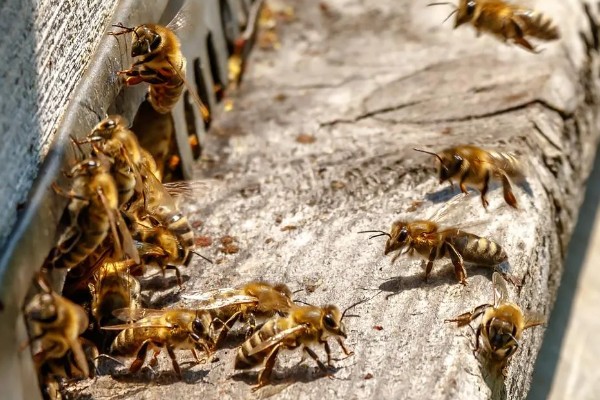 蜂群中缺少蜂王它们会不会跑，新收的蜂群需要蜂王才能稳定生存