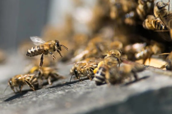 蜂群中缺少蜂王它们会不会跑，新收的蜂群需要蜂王才能稳定生存