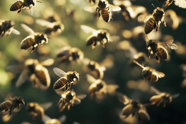 蜂群中缺少蜂王它们会不会跑，新收的蜂群需要蜂王才能稳定生存