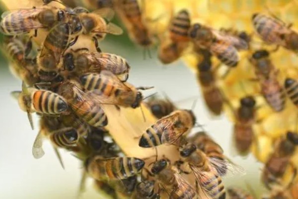 蜂群中缺少蜂王它们会不会跑，新收的蜂群需要蜂王才能稳定生存