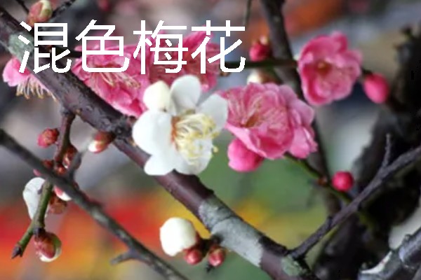 梅花的颜色种类，常见红色、黄色、粉色等颜色