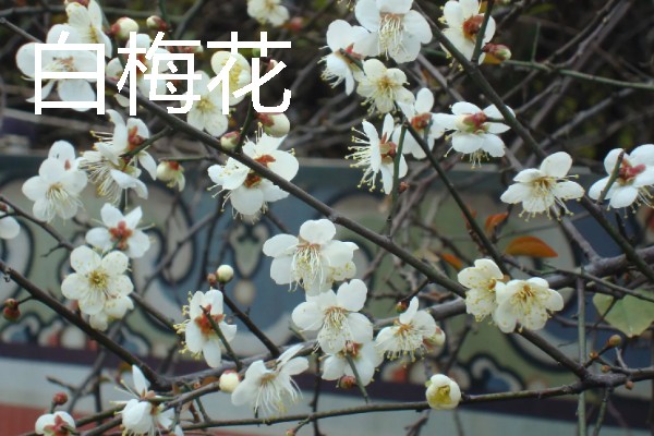 梅花的颜色种类，常见红色、黄色、粉色等颜色